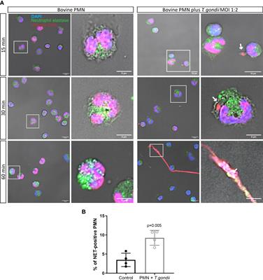 Dynamics of cell cycle proteins involved in Toxoplasma gondii-induced bovine NET formation